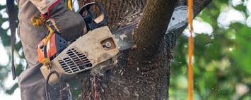 Best Emergency Tree Removal  in Mooreland, OK