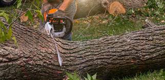 Best Tree Risk Assessment  in Mooreland, OK