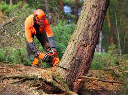 Best Tree Disease Treatment  in Mooreland, OK