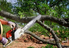 How Our Tree Care Process Works  in  Mooreland, OK