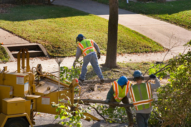 Best Tree Mulching  in Mooreland, OK