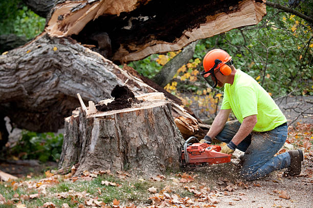 Best Stump Grinding and Removal  in Mooreland, OK