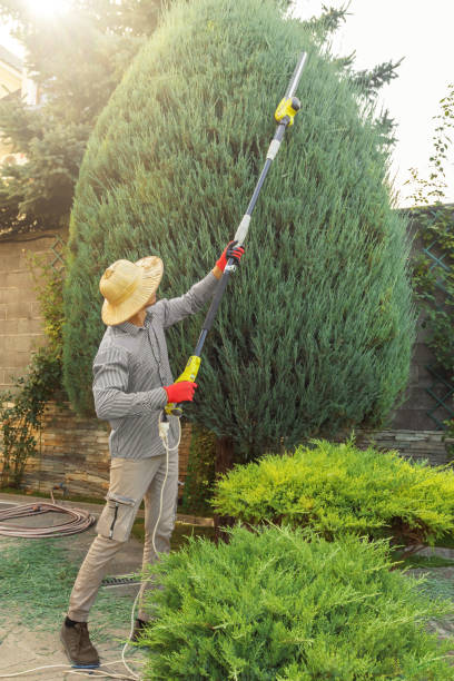 Best Tree Maintenance Programs  in Mooreland, OK