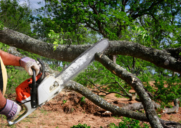 Best Lawn Grading and Leveling  in Mooreland, OK